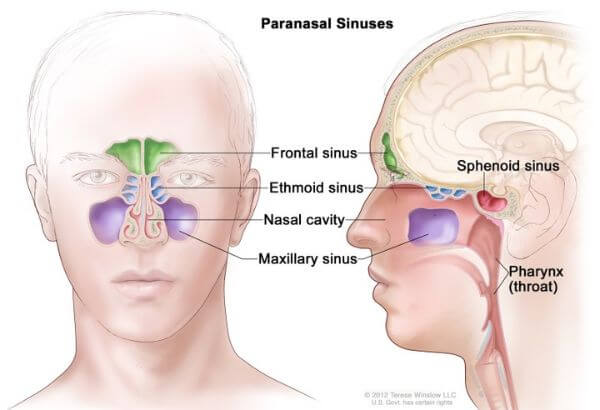 Paranasal Sinuses